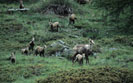 <center>
Fin de journée. Cette harde prend<br>
possession de la prairie en limite de forêt. chamois,cabri, mere alpes grand paradis 